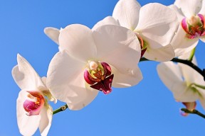 世界举重青训营康复训练教材与示范视频上线，世界举重比赛规则